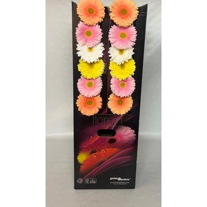Gerbera aquabox mix pastel green eye