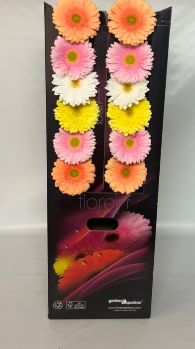 <h4>Gerbera aquabox mix pastel green eye</h4>