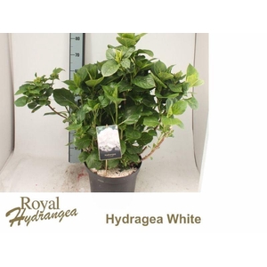 Hydrangea m. 'Schneeball'