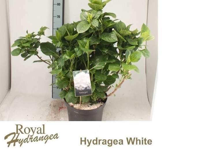 <h4>Hydrangea m. 'Schneeball'</h4>