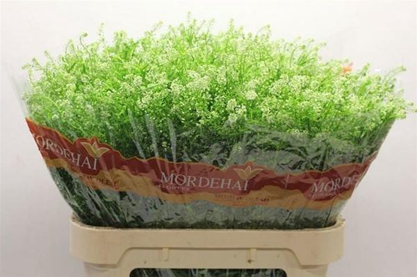 <h4>THLASPI GREEN BELL</h4>