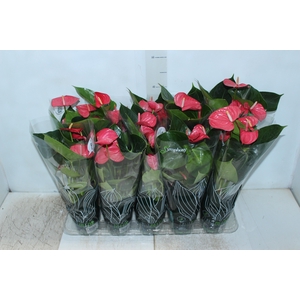 ANTHURIUM SUCCESS PINK P12