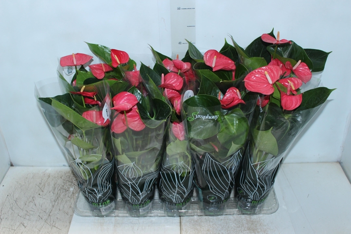 <h4>ANTHURIUM SUCCESS PINK P12</h4>