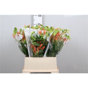 Gloriosa Exot Orange Long