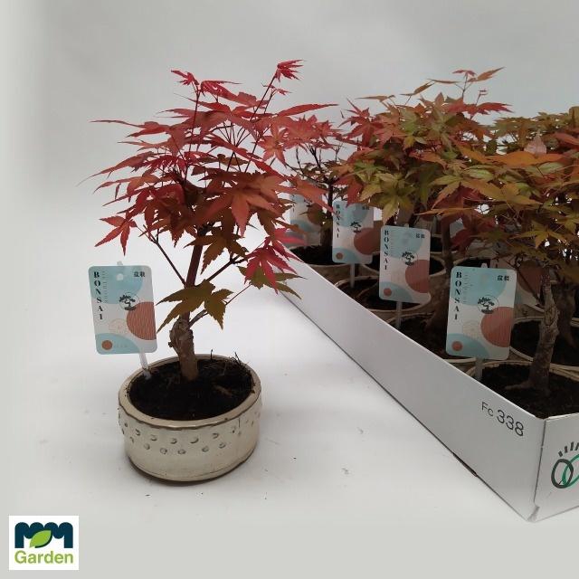 <h4>BONSAI OV</h4>
