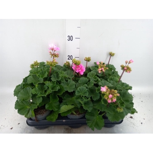 Pelargonium zona.   ...F1