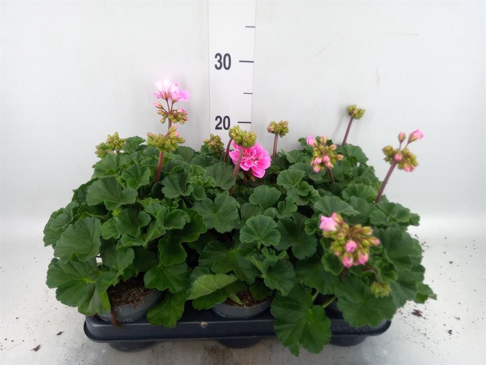 <h4>Pelargonium zona.   ...F1</h4>