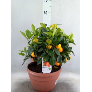 Citrus   ...