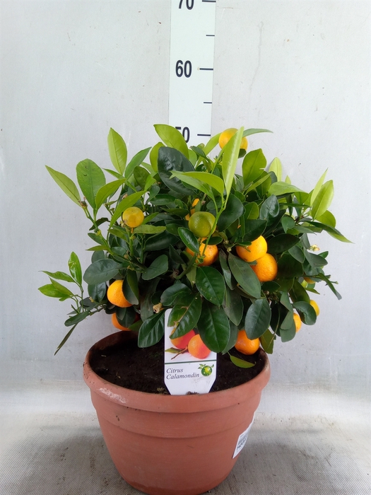 <h4>Citrus   ...</h4>