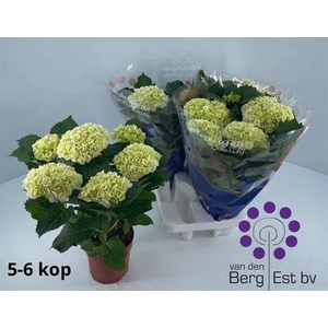 HYDR M CRYSTAL PALAC