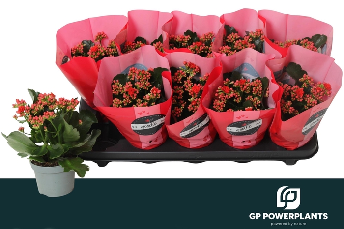 <h4>KAL GE PERFECTA RED</h4>