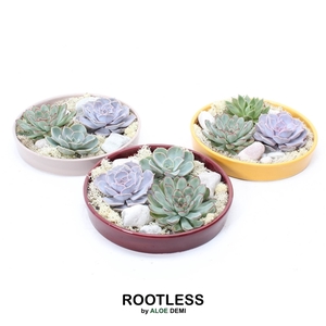 ROOTLESS Echeveria garden, Squirrel bowl