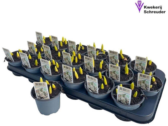 <h4>ORNIT BALANSAE</h4>