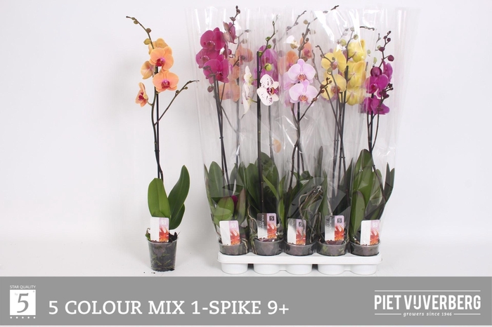 <h4>PHAL GEM 5 KL</h4>