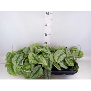 Scindapsus pictus 'Trebie'
