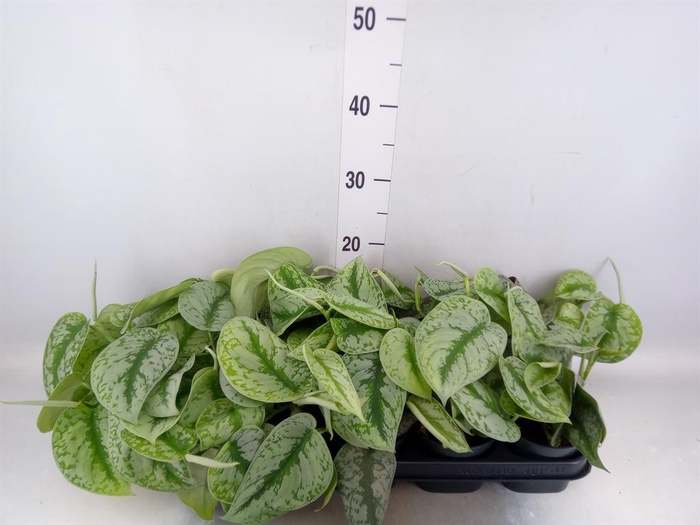 <h4>Scindapsus pictus 'Trebie'</h4>