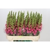 Antirrhinum Avignon Rose