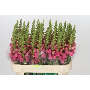 Antirrhinum Avignon Rose