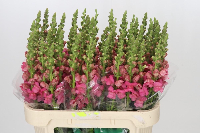 <h4>Antirrhinum Avignon Rose</h4>