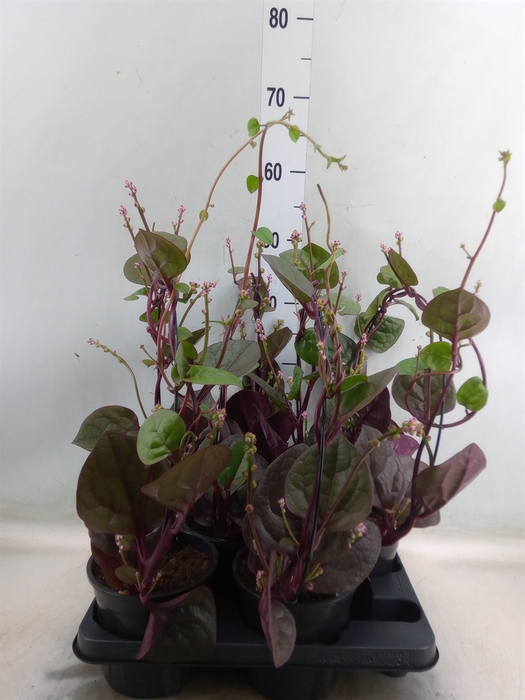 Basella alba 'Rosebud'