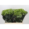 Hypericum Lucky Romance