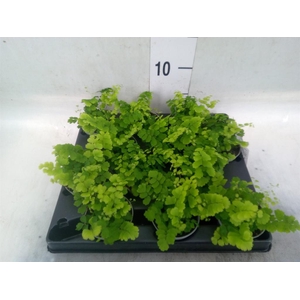 Adiantum raddi. 'Fritz-Luthi'