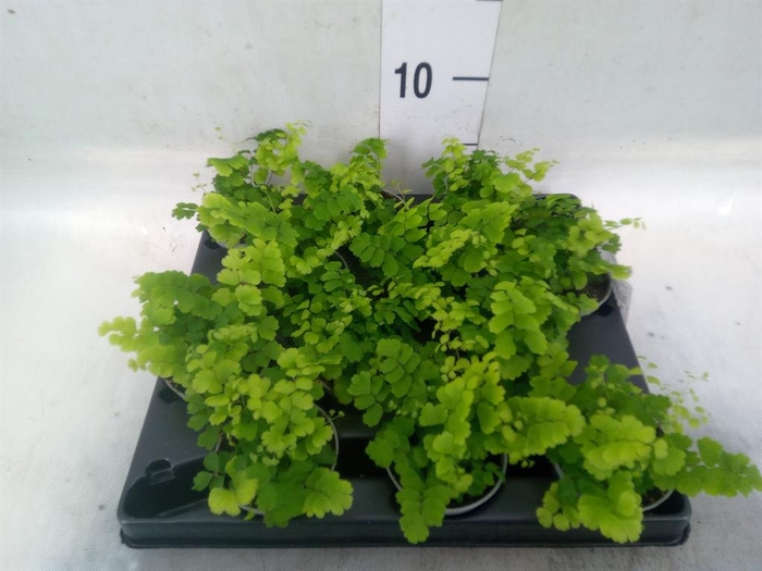 <h4>Adiantum raddi. 'Fritz-Luthi'</h4>