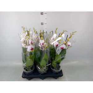 Phalaenopsis multi. 'FC Safe Haven'