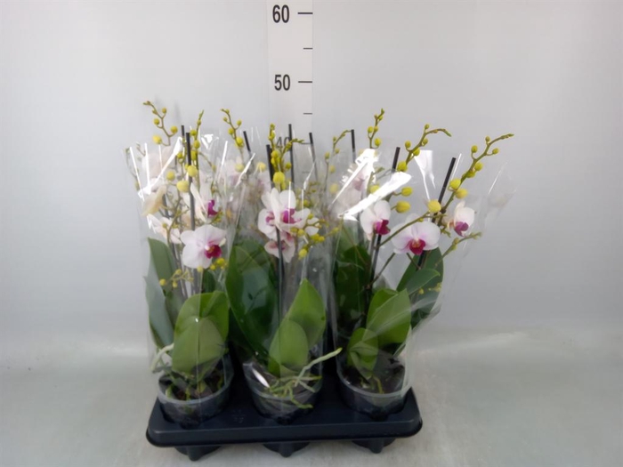 <h4>Phalaenopsis multi. 'FC Safe Haven'</h4>