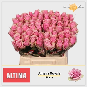 R GR ATHENA ROYALE