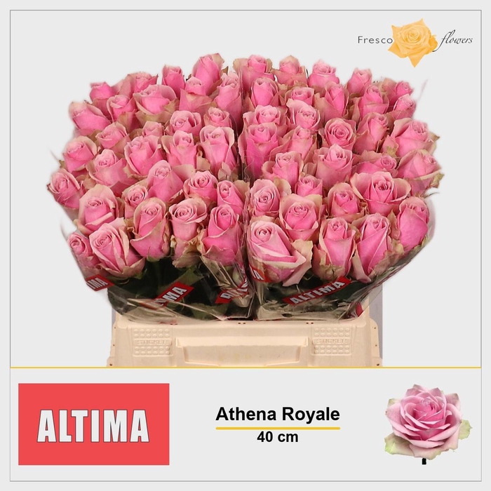 <h4>R GR ATHENA ROYALE</h4>