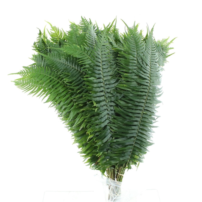 <h4>Fern Sword Medium P Bnch</h4>