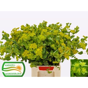 BUPLEURUM ROTUNDIFOL