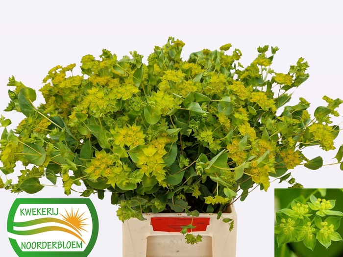 <h4>BUPLEURUM ROTUNDIFOL</h4>