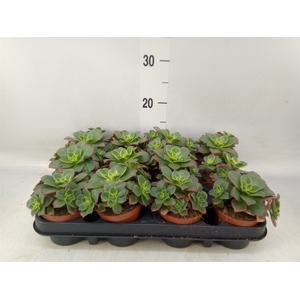 Aeonium   ...