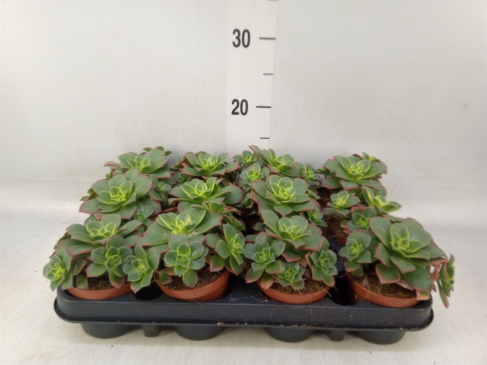 <h4>Aeonium   ...</h4>
