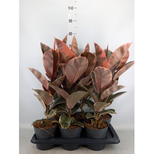 Ficus elastica 'Belize'
