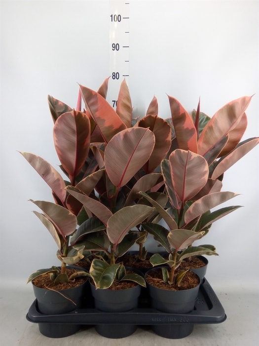 <h4>Ficus elastica 'Belize'</h4>