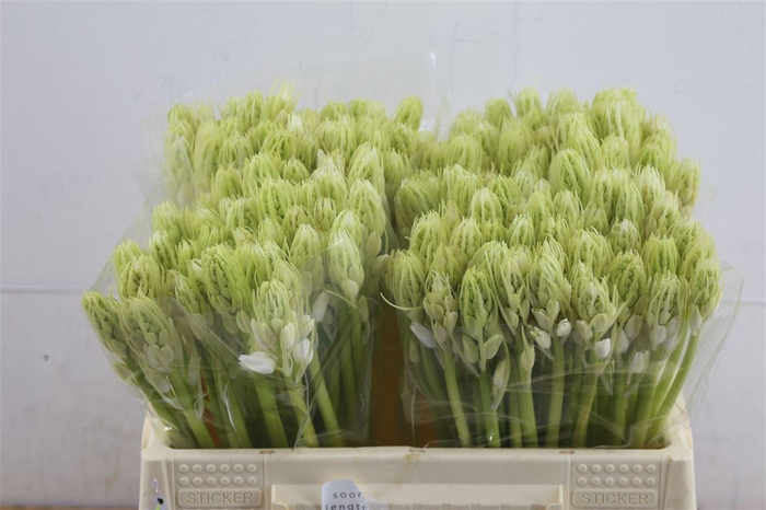 <h4>Scilla White City</h4>