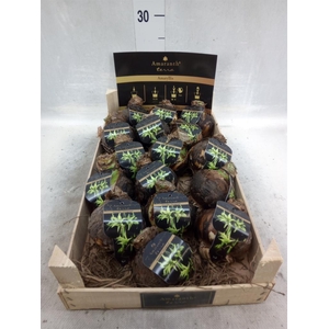 Hippeastrum   ...flowerbulbs