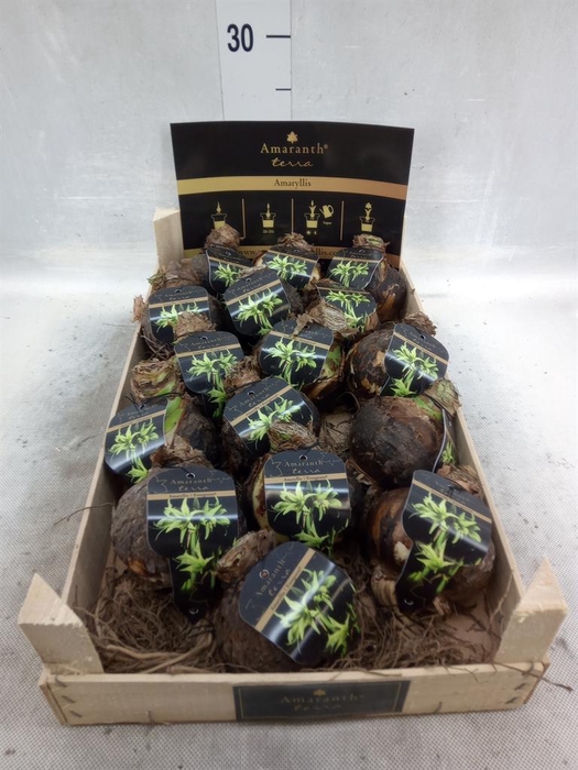 <h4>Hippeastrum   ...flowerbulbs</h4>