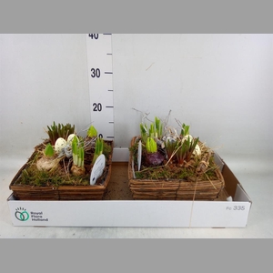 Arr.   Bol/Knolgewas L%