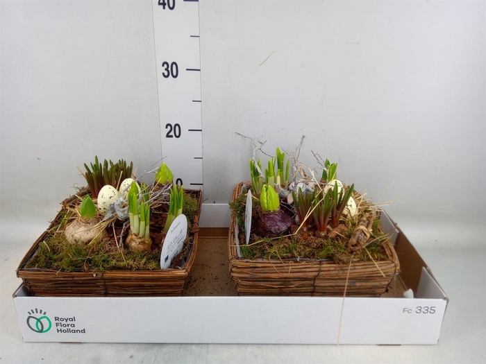 <h4>Arr. Bol/Knolgewas L%</h4>