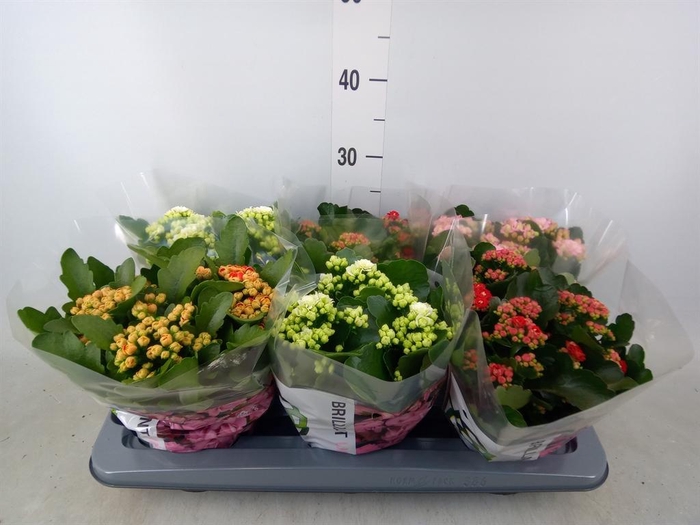 <h4>Kalanchoe blos.   ..rosebud mix GR</h4>