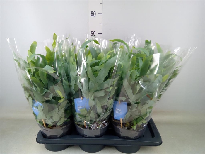 <h4>Phlebodium aureum 'Blue Star'</h4>