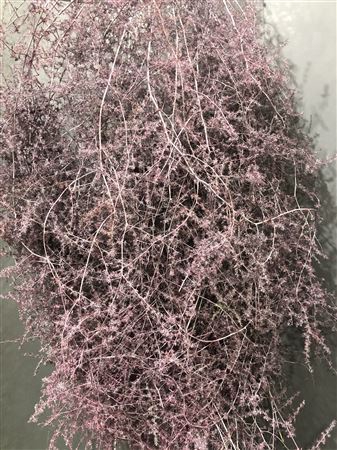 <h4>Asparagus Col Rosa Metal</h4>