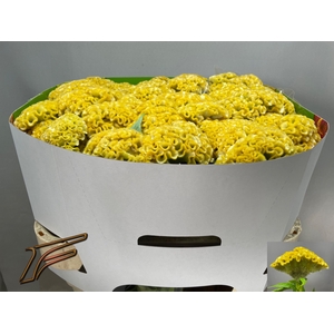 Celosia Smashing Yellow Freger