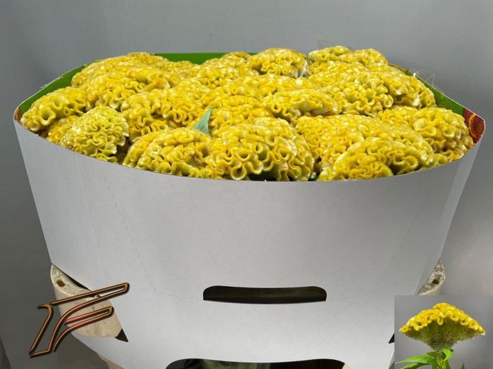 <h4>Celosia Smashing Yellow Freger</h4>