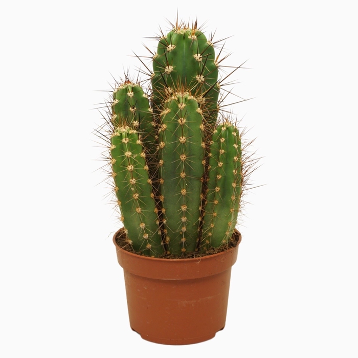 Neoraimondia herzogiana