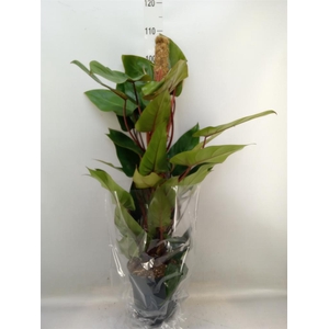 Philodendron  'Red Emerald'